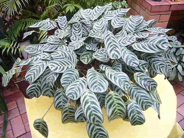 Calathea