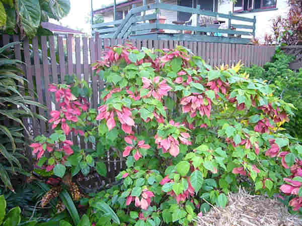 Poinsettia