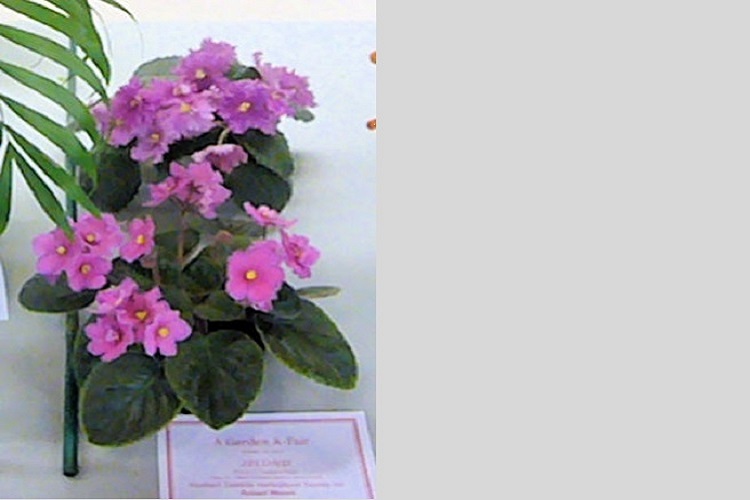 African Violets