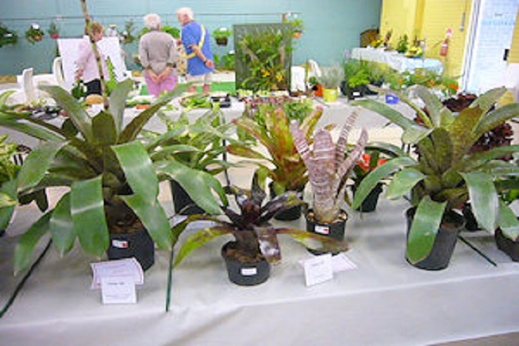Bromeliad