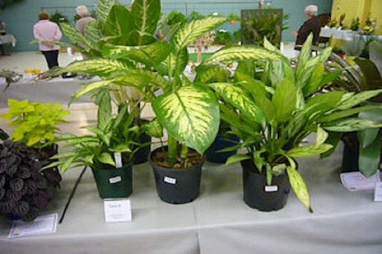 Dieffenbachia