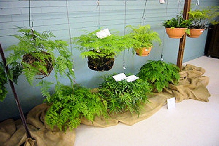 Hanging Ferns 